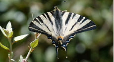 Ein Schmetterling - google vermutet das das ein Swallowtail butterfly (Iphiclides podalirius) - (LINNAEUS, 1758) - auf Deutsch ein Segelfalter ist - Italien Pimobino Toskana 2014 