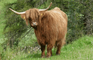 Highland Kuh in Oberegen in den Dolomiten - hat wohl andere Sorgen